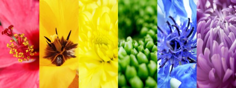 9 Flower Colors Meanings and Symbolism | Color Meanings