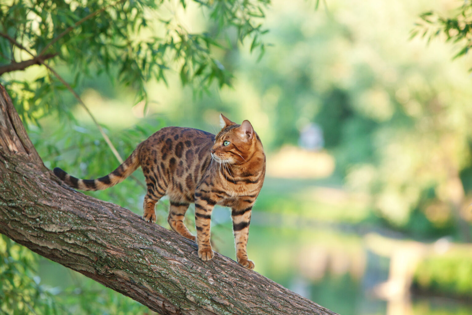 53 Of The Most Colorful Cat Breeds In The World Color Meanings