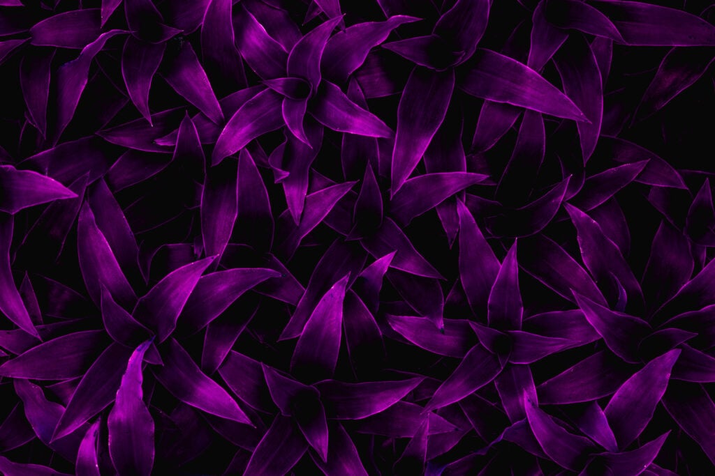 Dark purple leaves texture