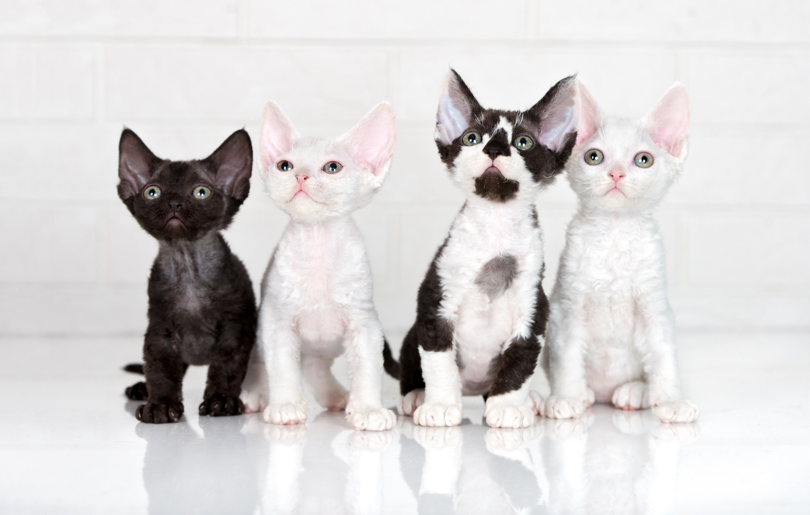 53 Of The Most Colorful Cat Breeds In The World Color Meanings