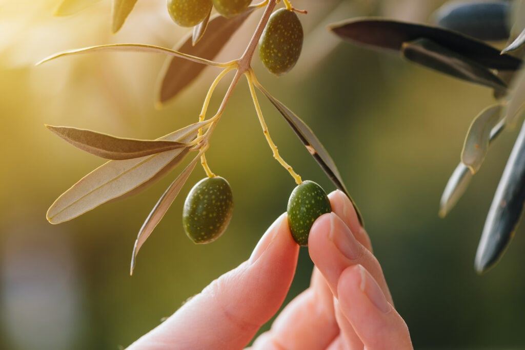 Hand picking green olives