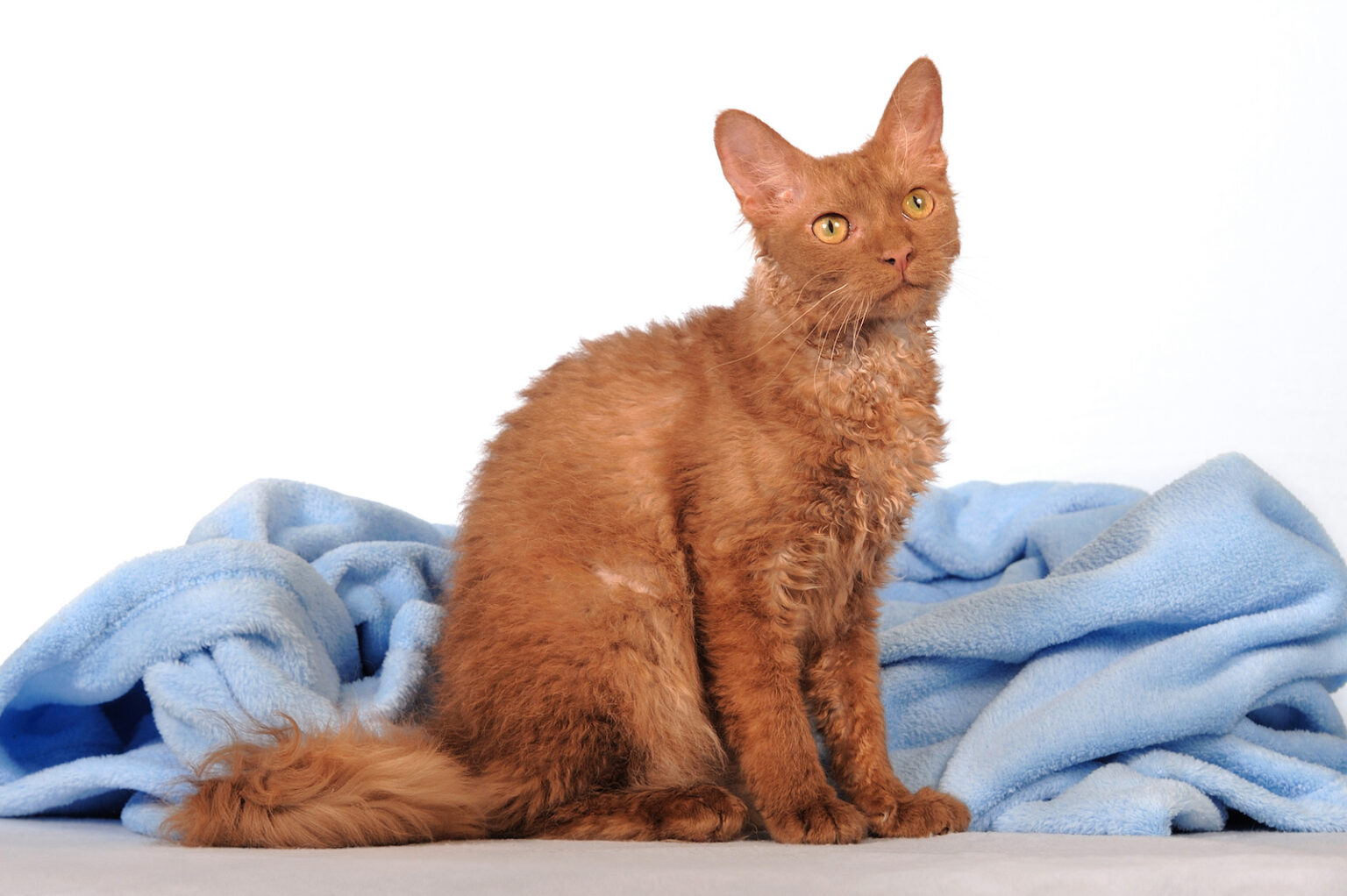 53 Of The Most Colorful Cat Breeds In The World Color Meanings