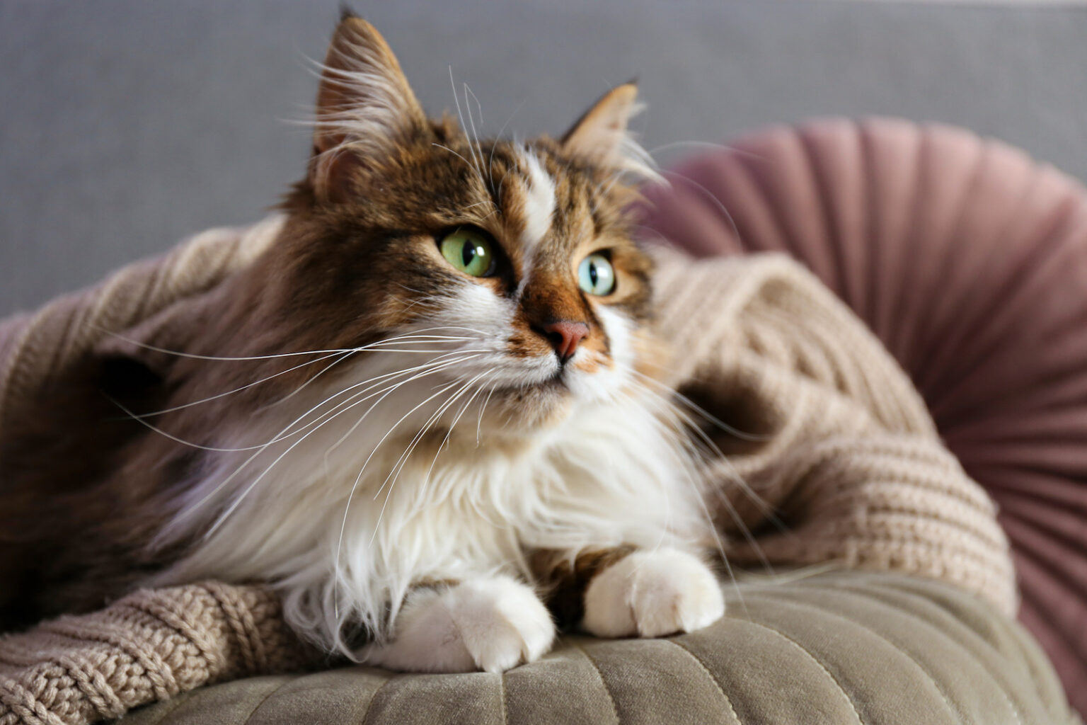53 Of The Most Colorful Cat Breeds In The World Color Meanings