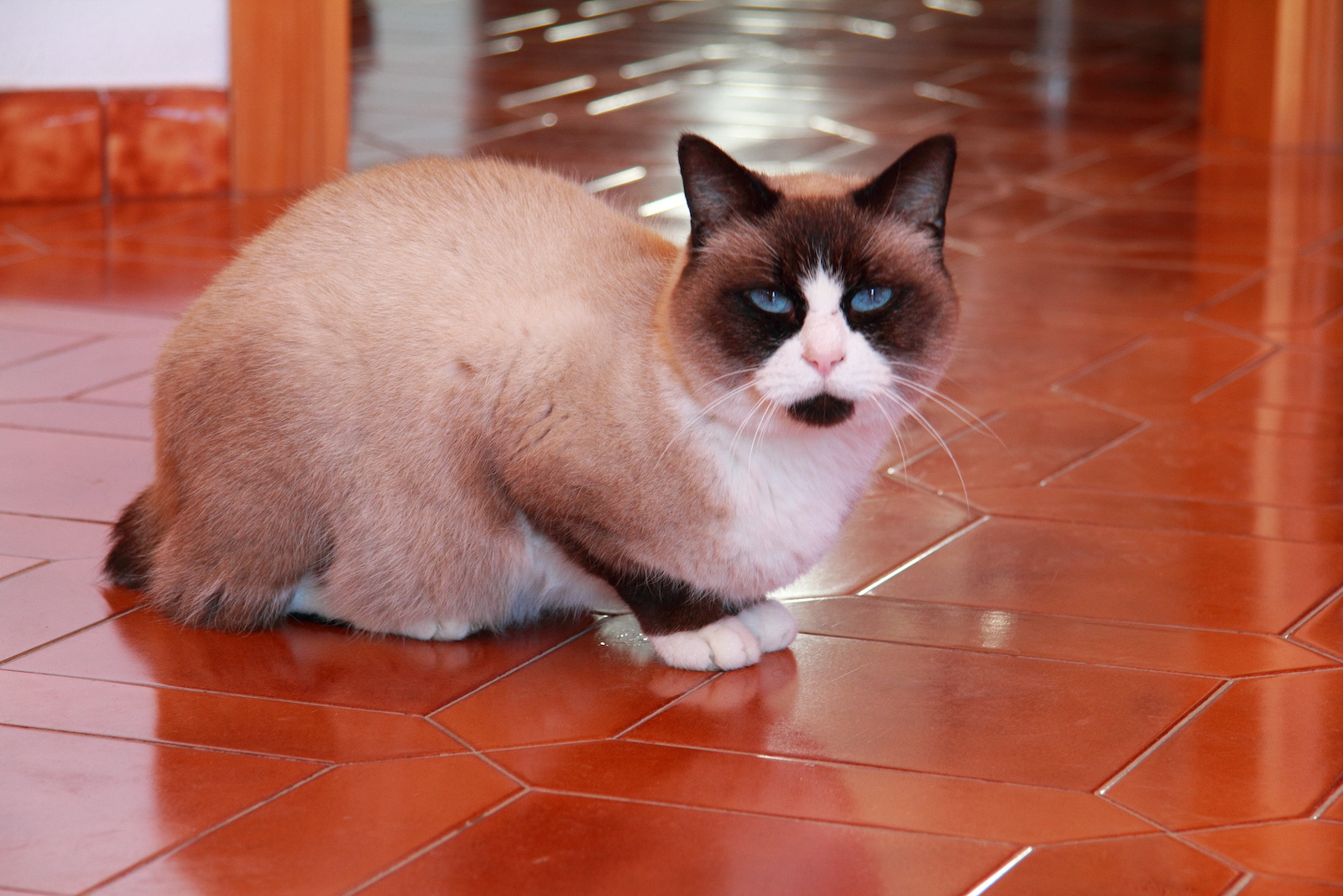53 Of The Most Colorful Cat Breeds In The World Color Meanings
