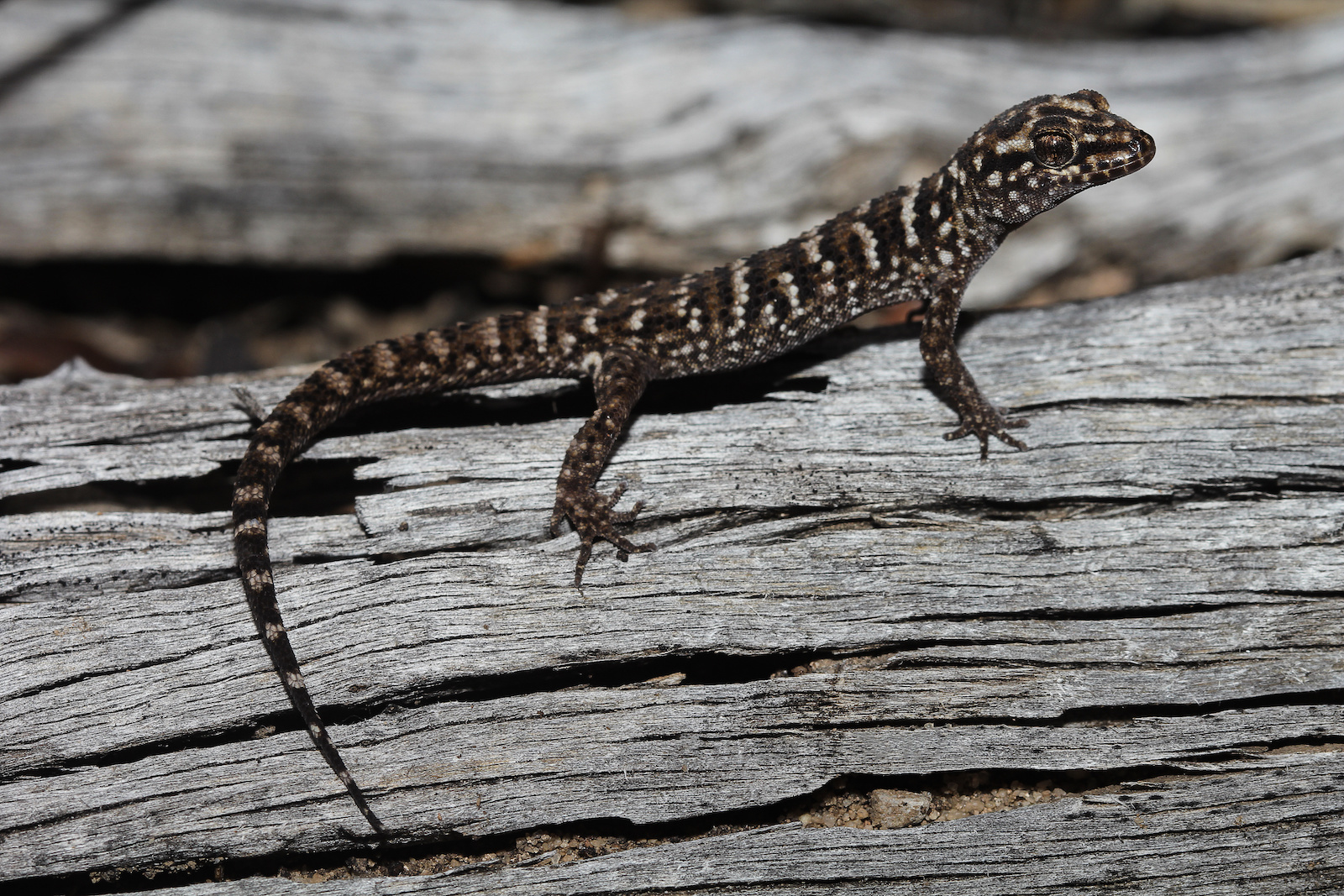 52 of the Most Colorful Geckos in the World | Color Meanings