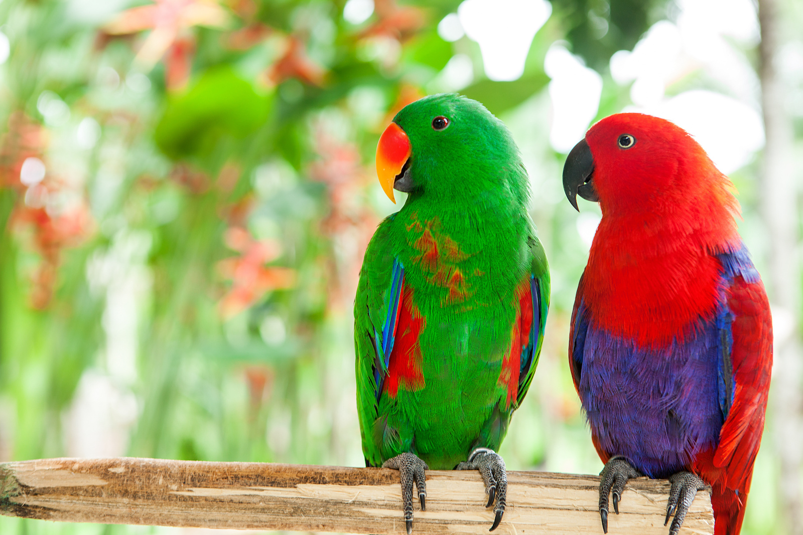 53 Of The Most Colorful Parrots In The World Color Meanings 53 Of The Most Colorful Parrots In The World Color Meanings