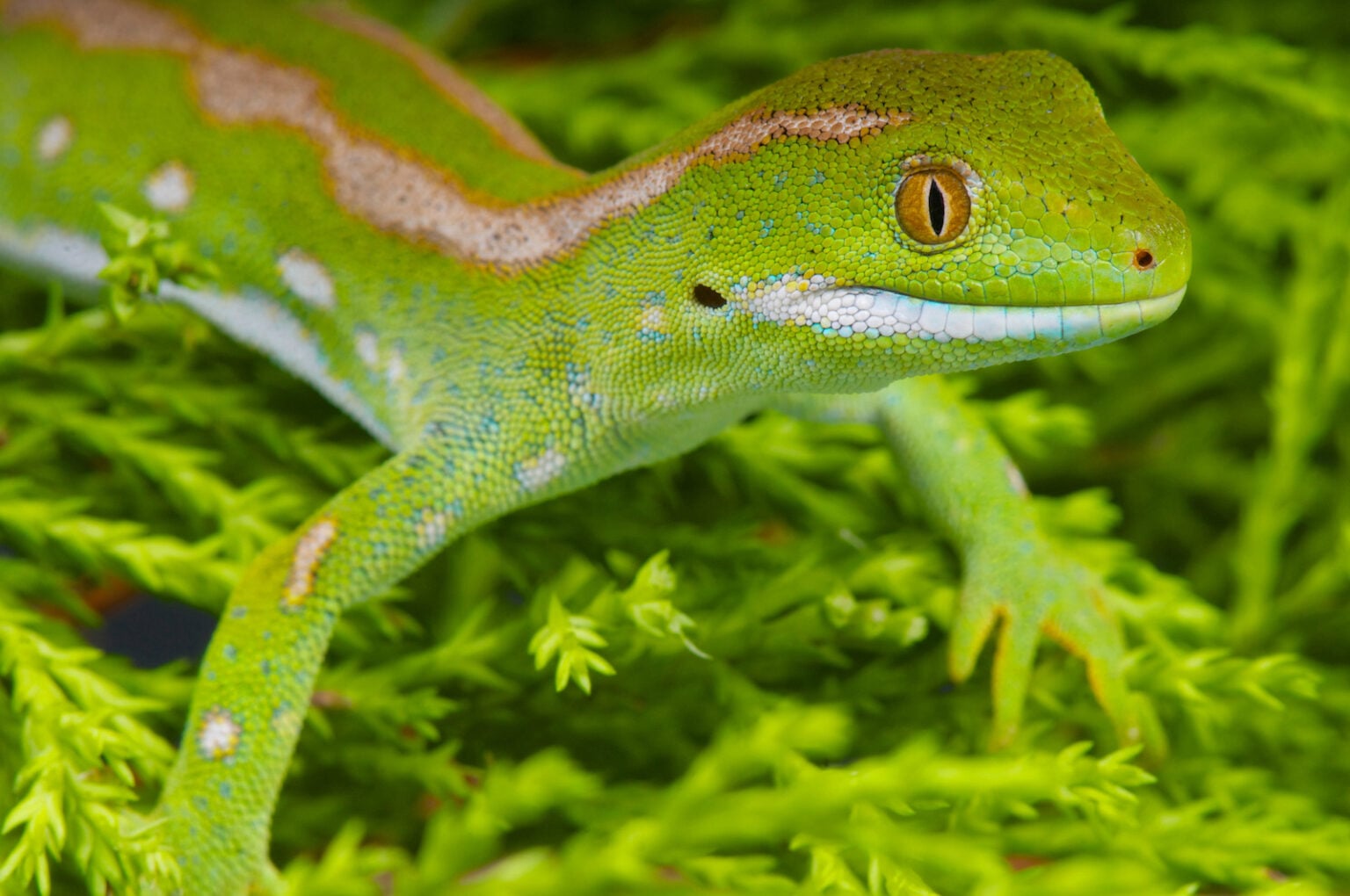 52 of the Most Colorful Geckos in the World | Color Meanings