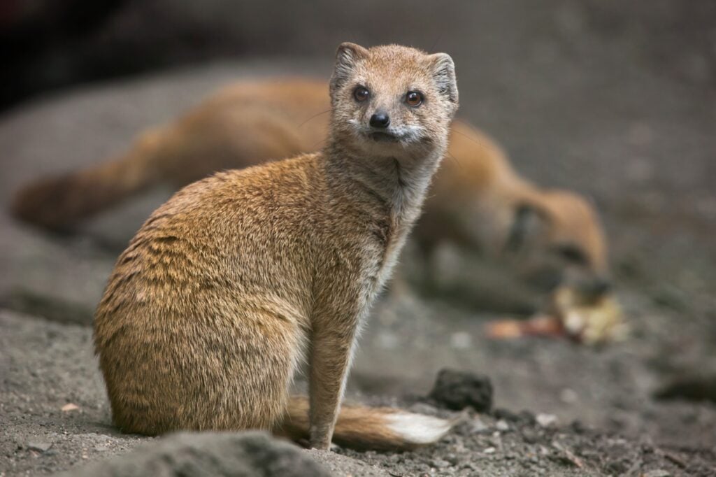 Closeup of yellow mongoose aka Cynictis Penicillata