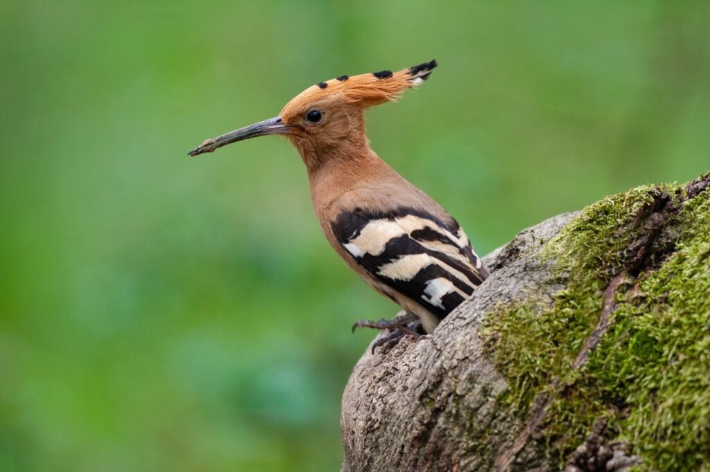 Eurasian hoopoe bird perched on wood