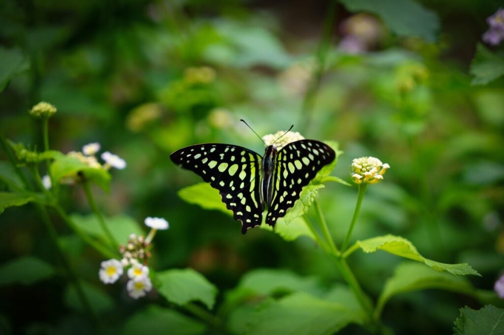Green and black butterfly sitting on a flower
