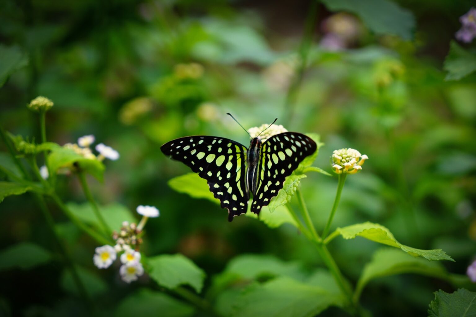 Green Butterfly Meaning: What Do Green Butterflies Symbolize? | Color ...