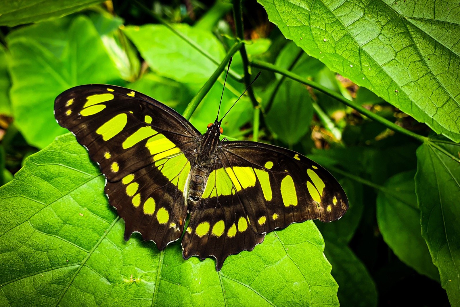 Green Butterfly Meaning: What Do Green Butterflies Symbolize? - Color Meanings Green Butterfly Meaning: What Do Green Butterflies Symbolize? - Color Meanings