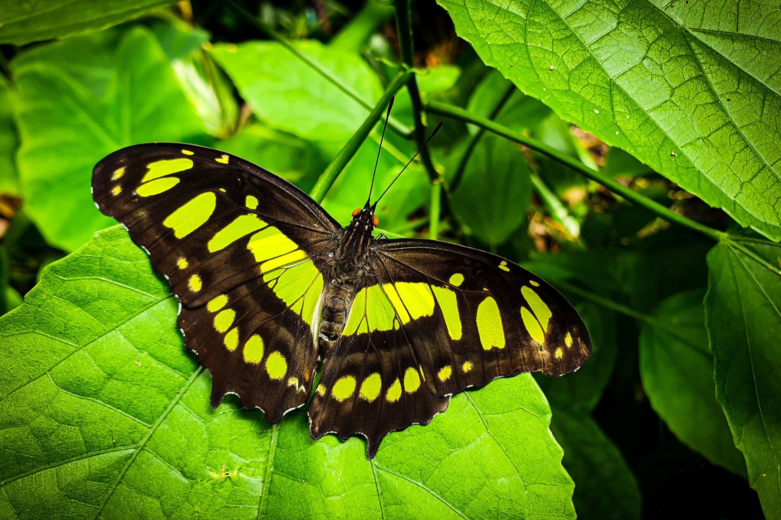 Green Butterfly Meaning: What Green Butterflies Symbolize? - Color