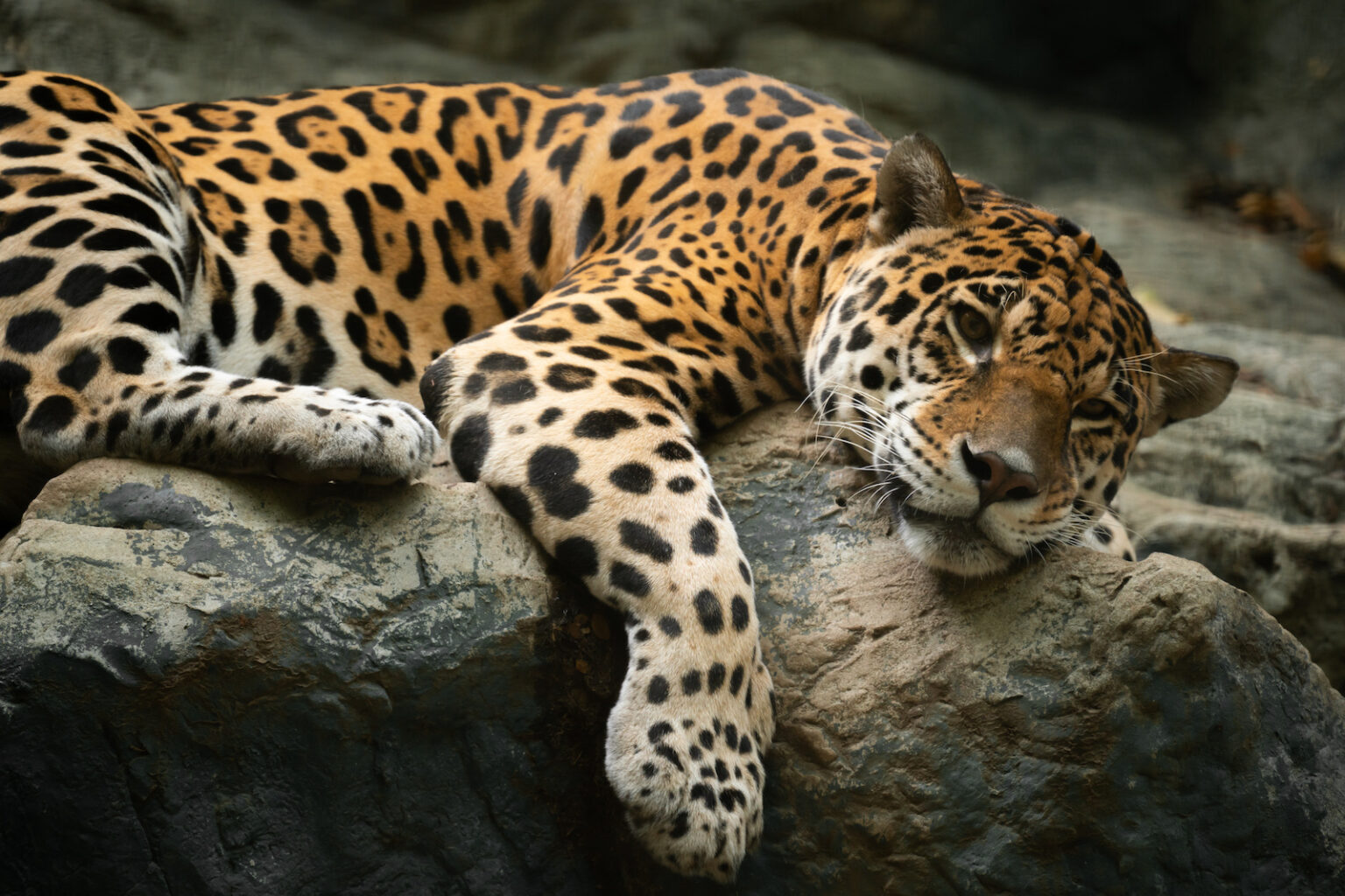52 of the Most Colorful Mammals in the World | Color Meanings