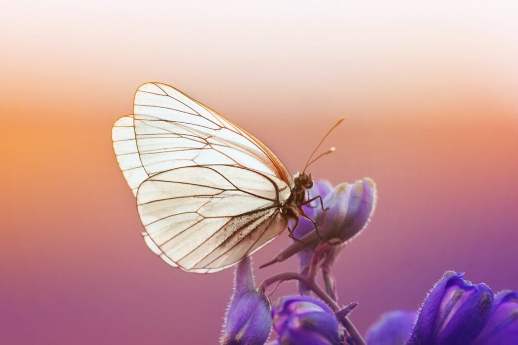 White butterfly sitting on a flower on a summer day