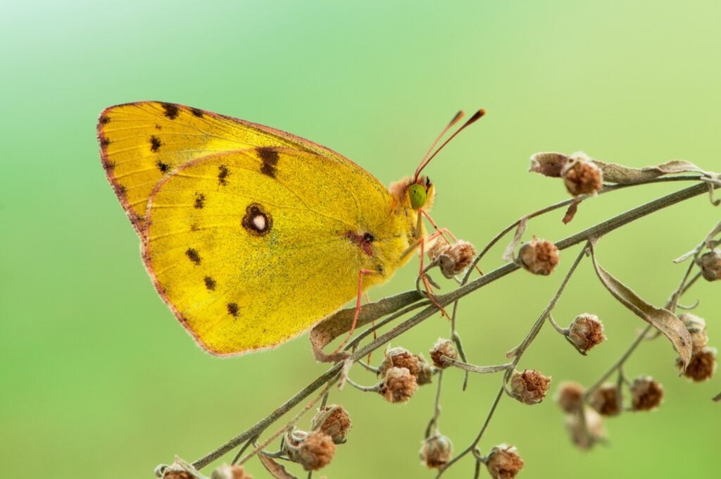 Yellow butterfly on a forest flower on a summer day