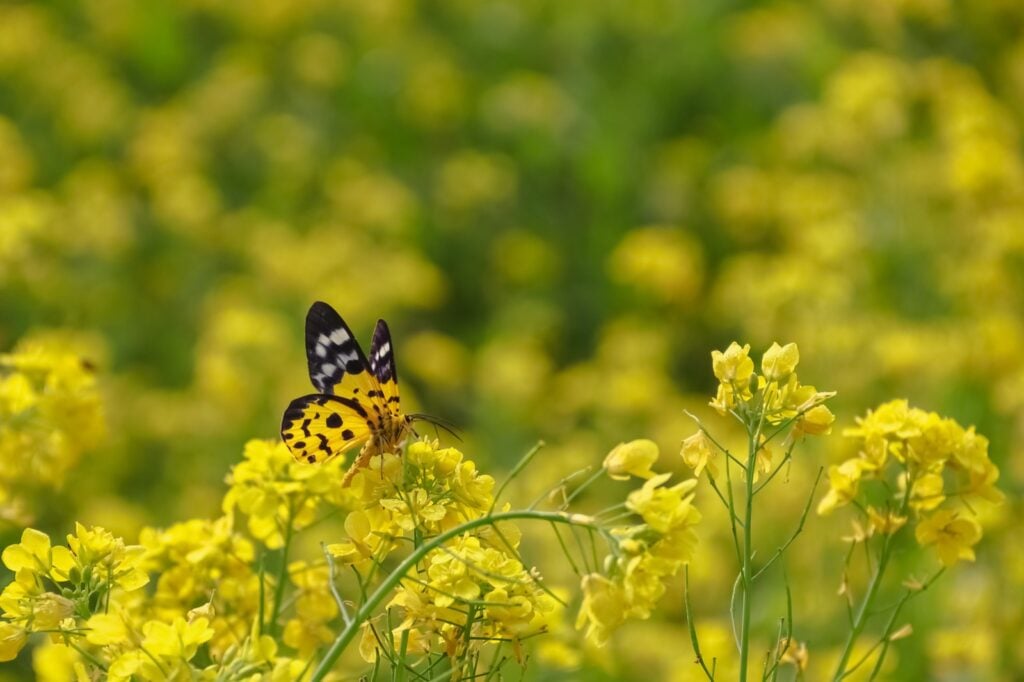 Yellow butterfly on mustard flowers