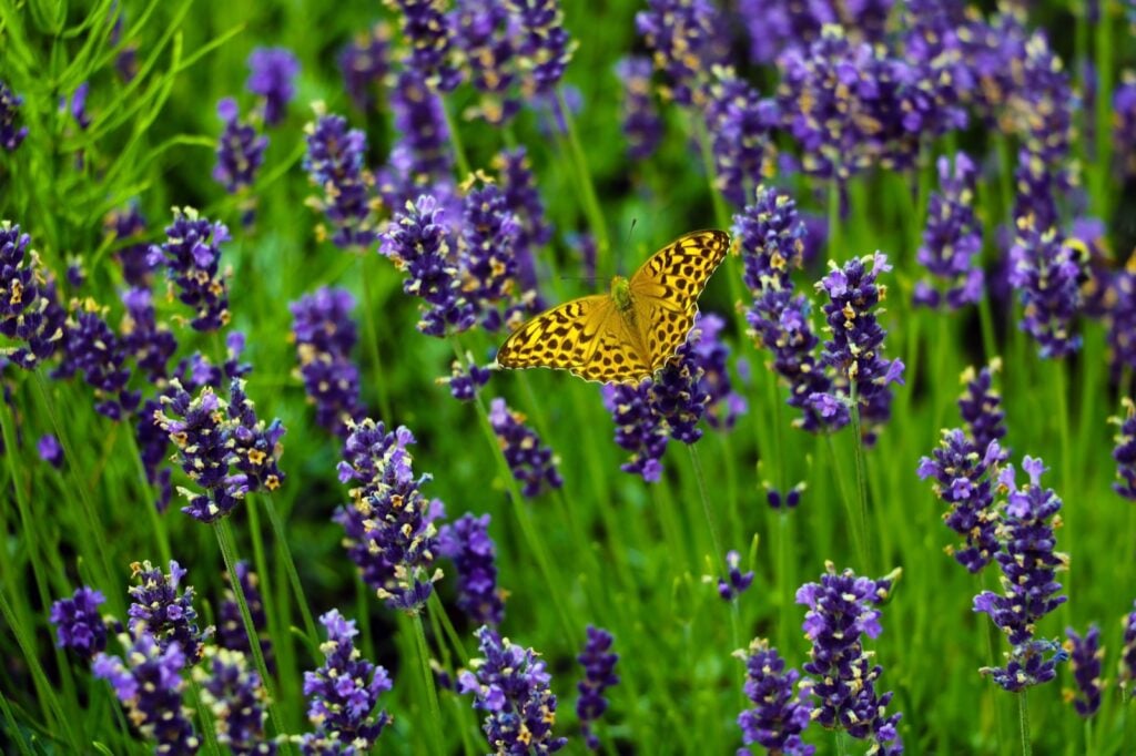 Yellow butterfly sitting on a branch of lavender