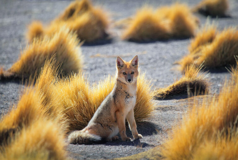 Colorful Fox Types 51 of the Most Colorful Foxes in the World | Color Meanings