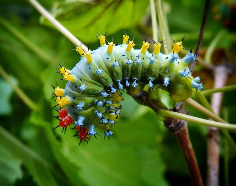 53 of the Most Colorful Caterpillars in the World | Color Meanings