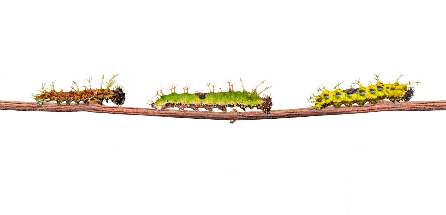 53 of the Most Colorful Caterpillars in the World | Color Meanings