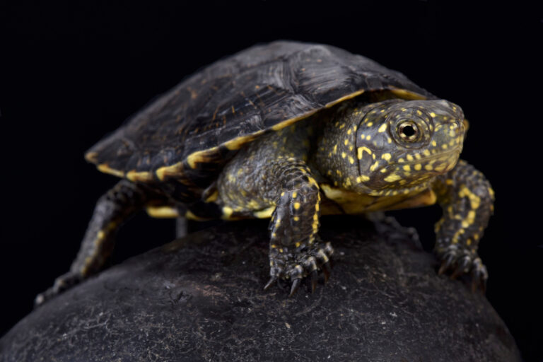 53 of the Most Colorful Turtles in the World | Color Meanings