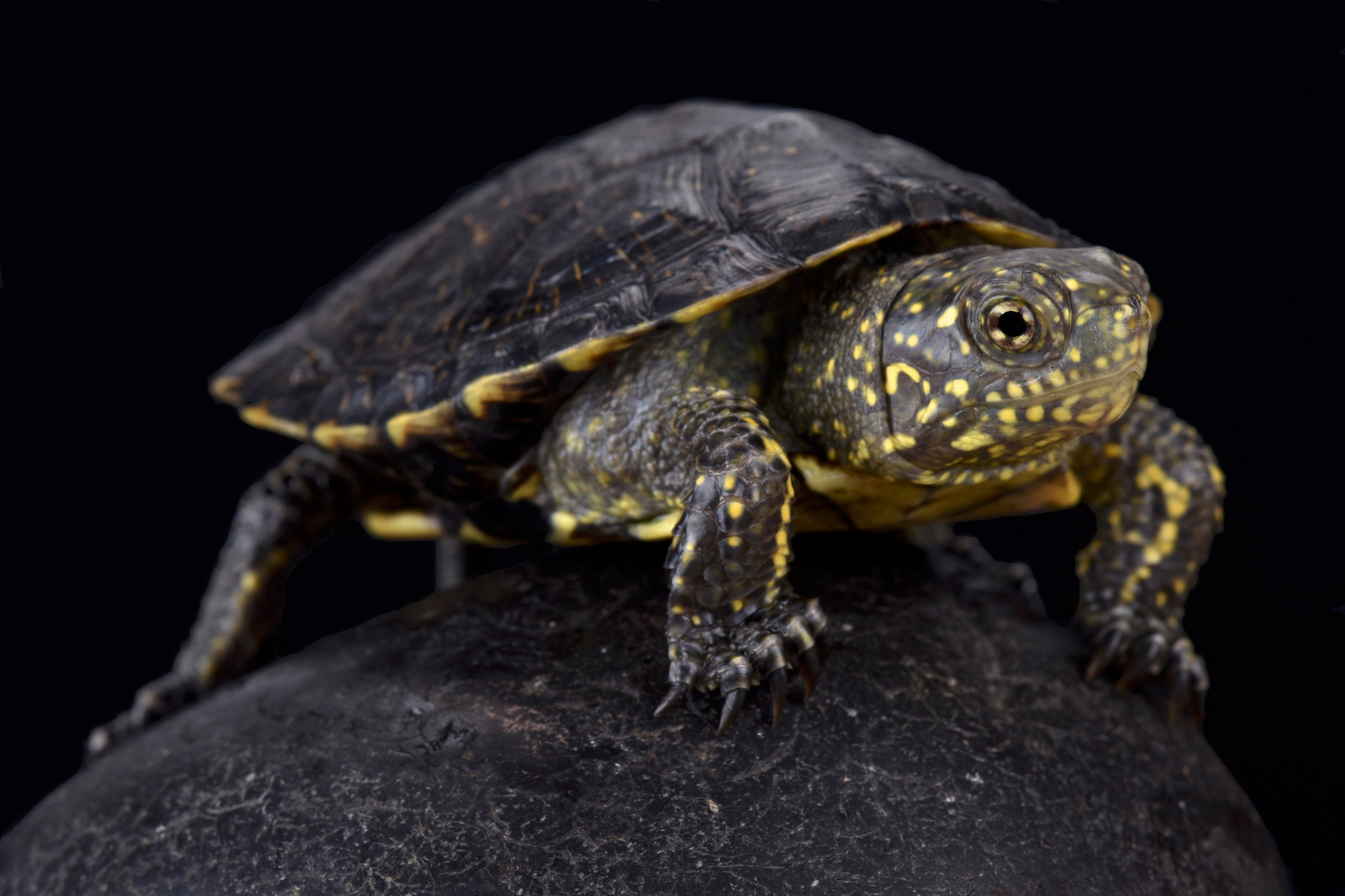 53 of the Most Colorful Turtles in the World | Color Meanings
