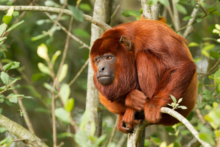 51 of the Most Colorful Monkeys and Apes in the World - Color Meanings