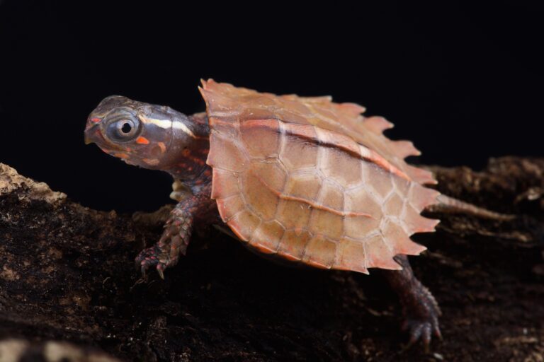 53 of the Most Colorful Turtles in the World | Color Meanings