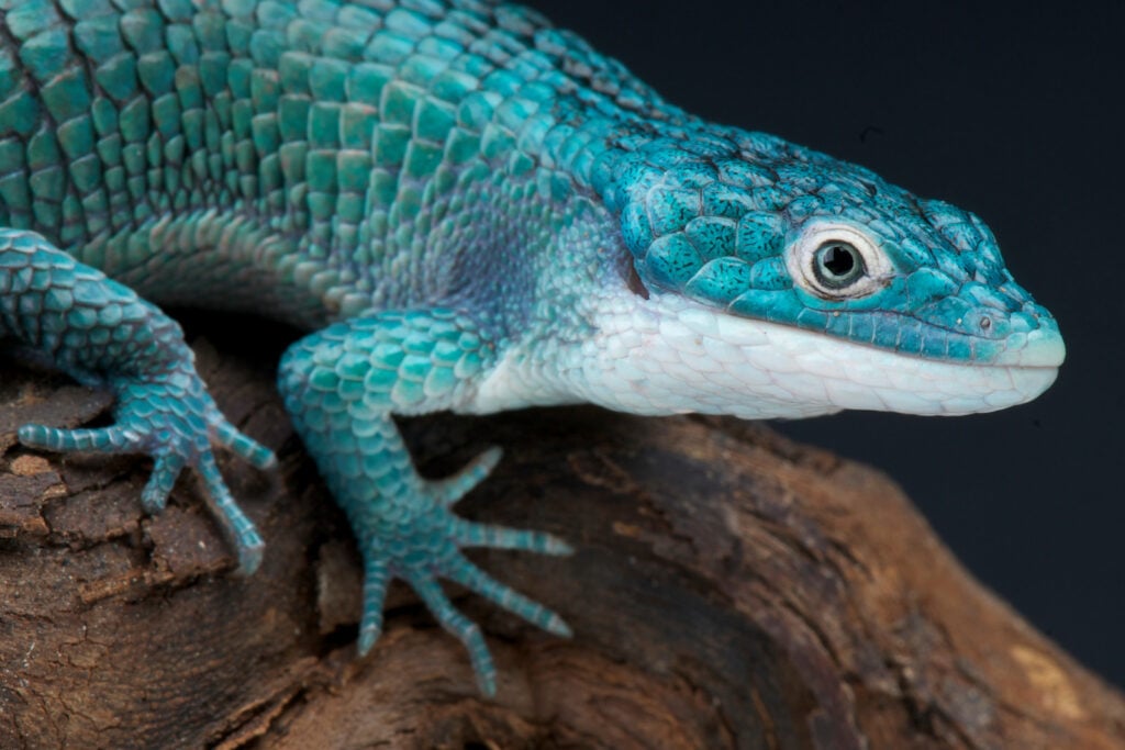 Close up of Blue alligator lizard, Abronia graminea, sitting on a dark log.