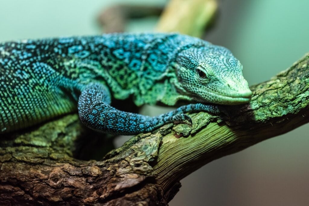 Close up of Blue spotted tree monitor sitting on a tree branch