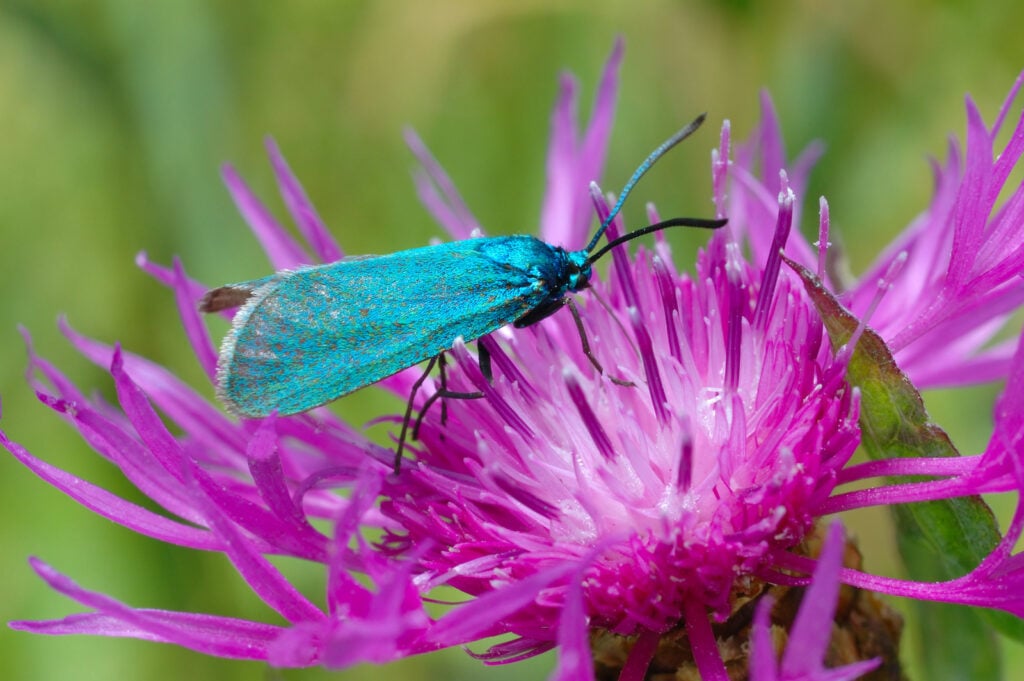 Close up of butterfly Forester, Adscita statices, sitting on a flower.