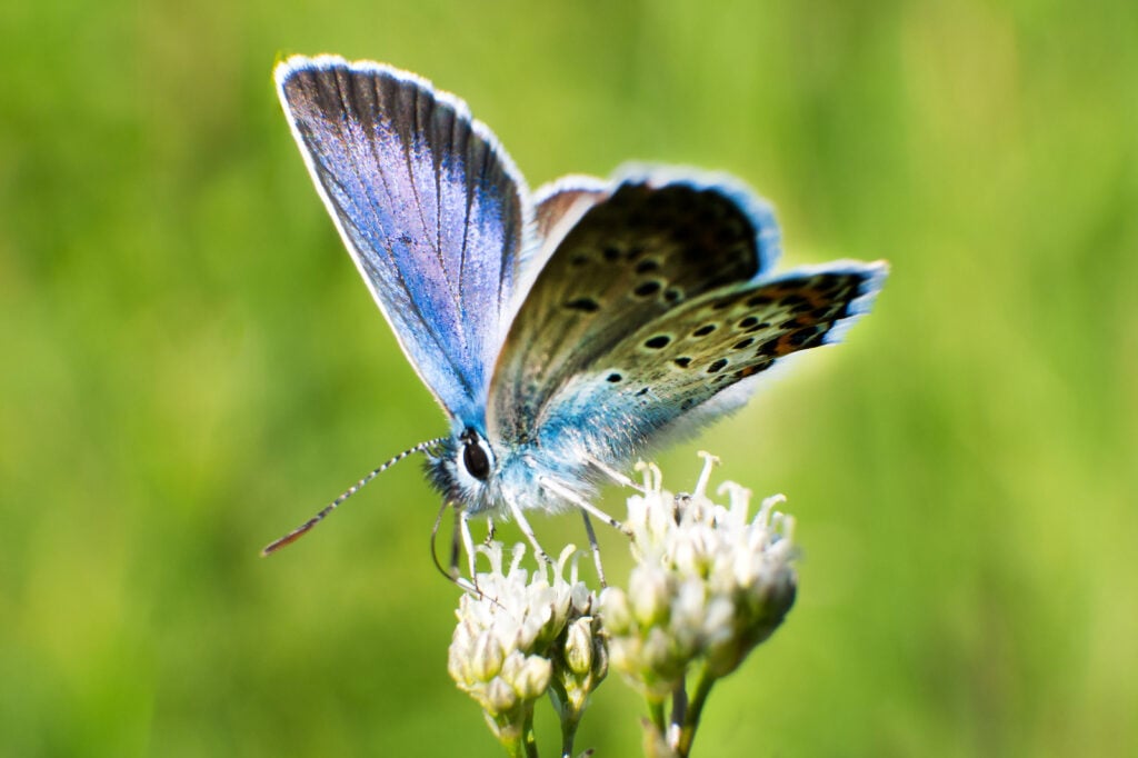 Close up of butterfly Polyommatus icarus, sitting on a flower drinking nectar.