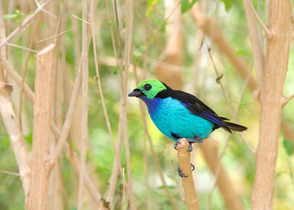 Close up of vibrant Paradise Tanager perched on a tree branch.