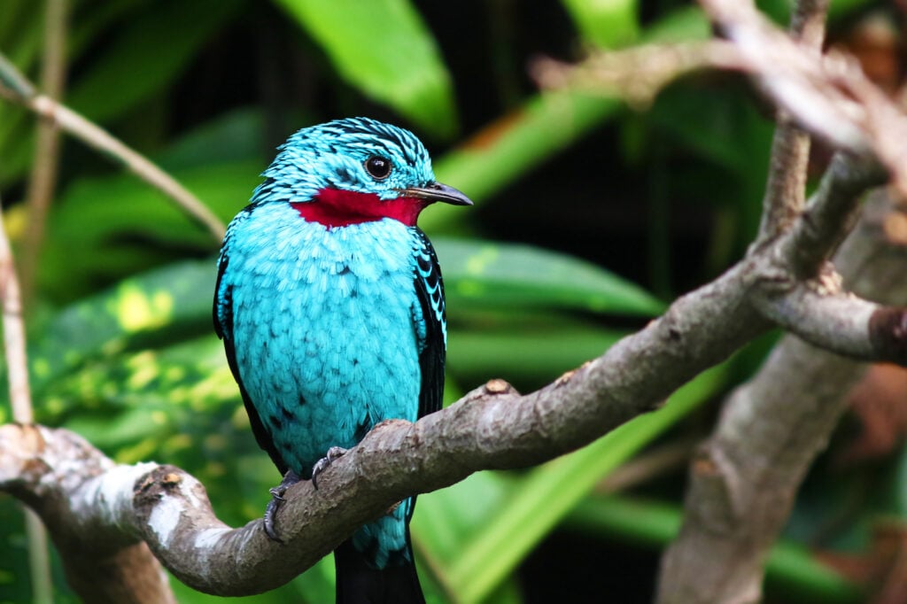 Close up of spangled cotinga blue bird, Cotinga cayana, sitting on a branch in a tree with blurred green background.