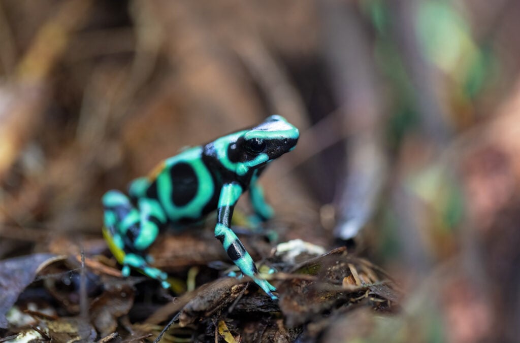 Closeup of turquoise and black poison dart frog, Dendrobates auratus sitting on the forrest floor