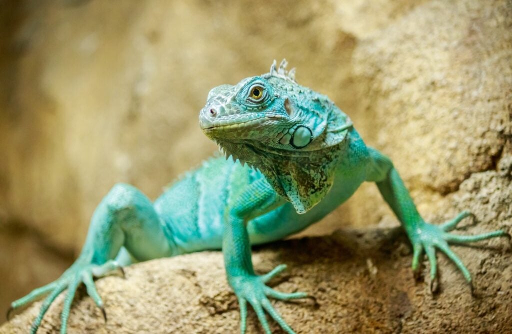 Close up of a turquoise iguana sitting on a stone.