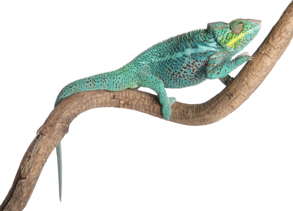 Close up of Panther Chameleon, Furcifer pardalis climbing a branch