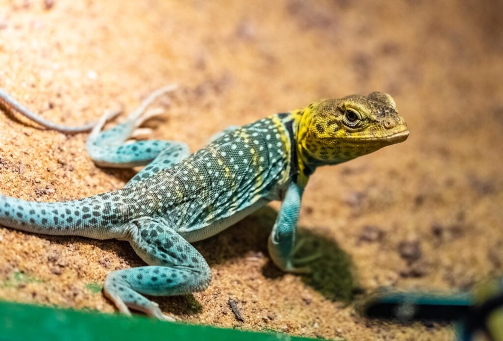 Close up of yellow-headed collared lizard sitting on sandy ground.