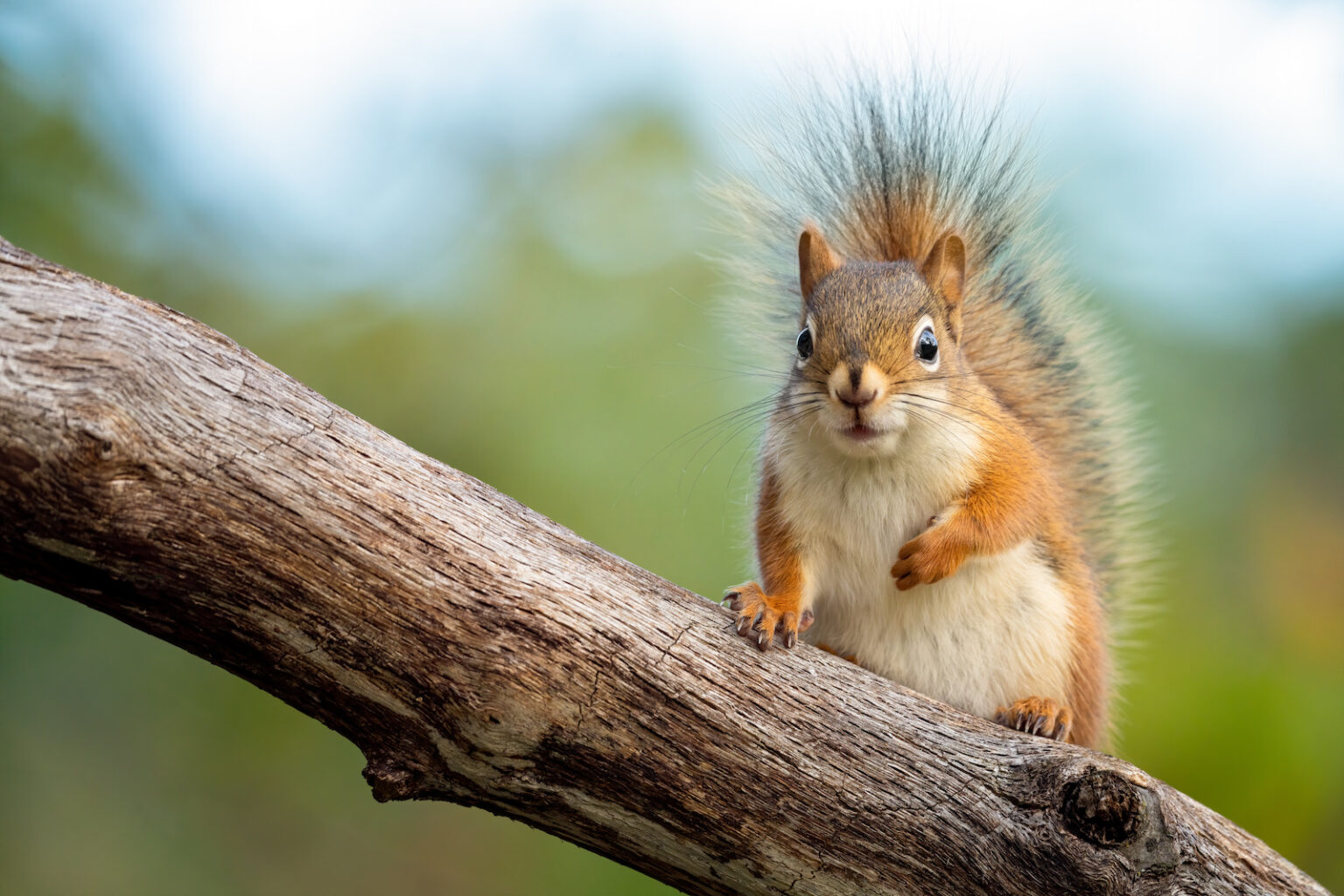 51 Of The Most Colorful Squirrels In The World Color Meanings 51 Of The Most Colorful Squirrels In The World Color Meanings