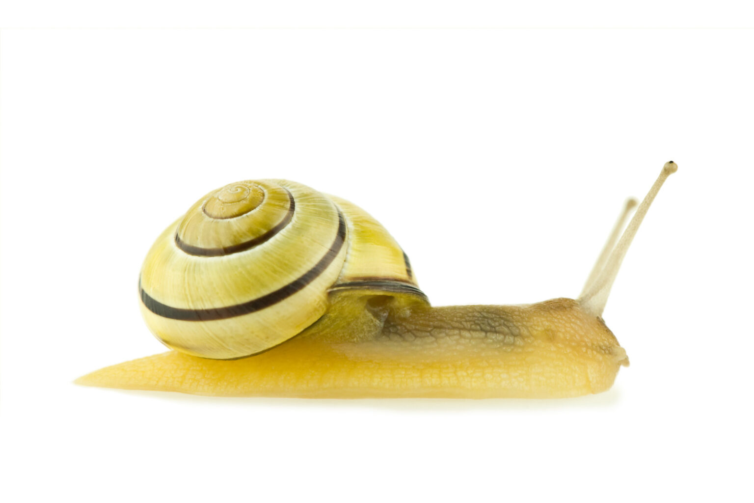 52 of the Most Colorful Snails in the World Color Meanings