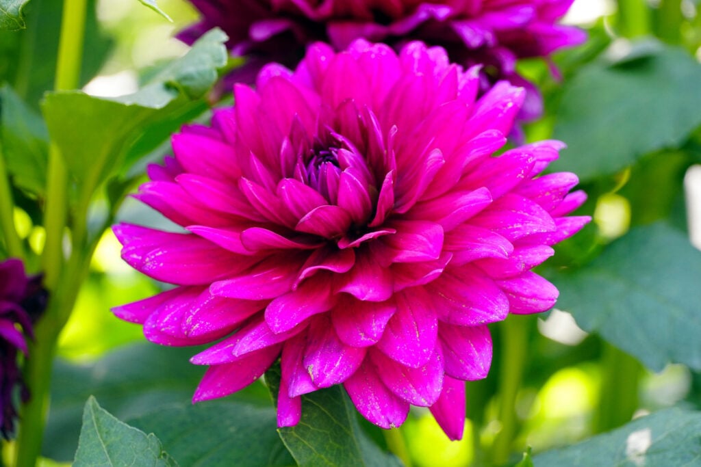 Closeup of a magenta dahlia.
