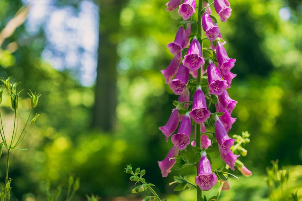 Magenta flowers surrounded by green.