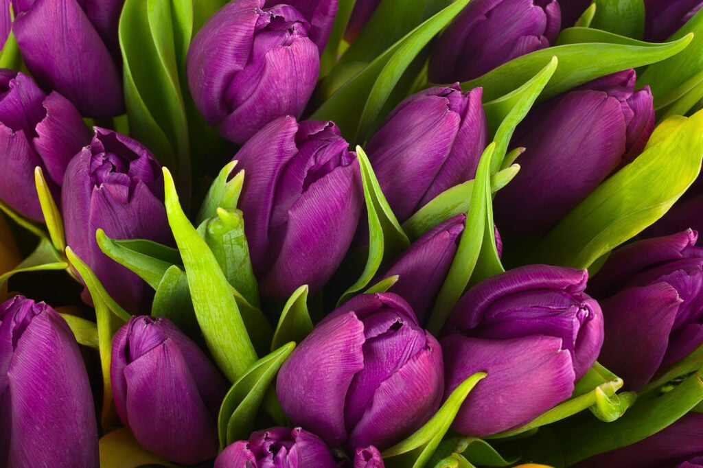 Bouquet of purple tulips and green leaves.