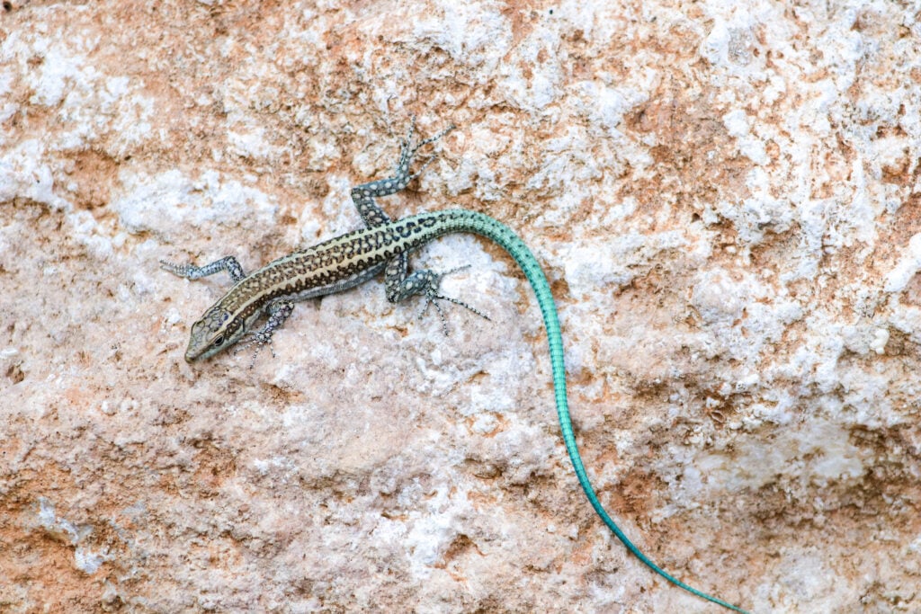 Top view of an anatolian rock lizard, Lacerta oertzeni, lying on rock.