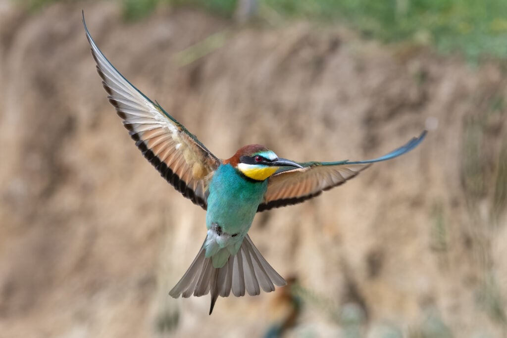 Bee eater, merops piaster, in flight with a blurred nature background.