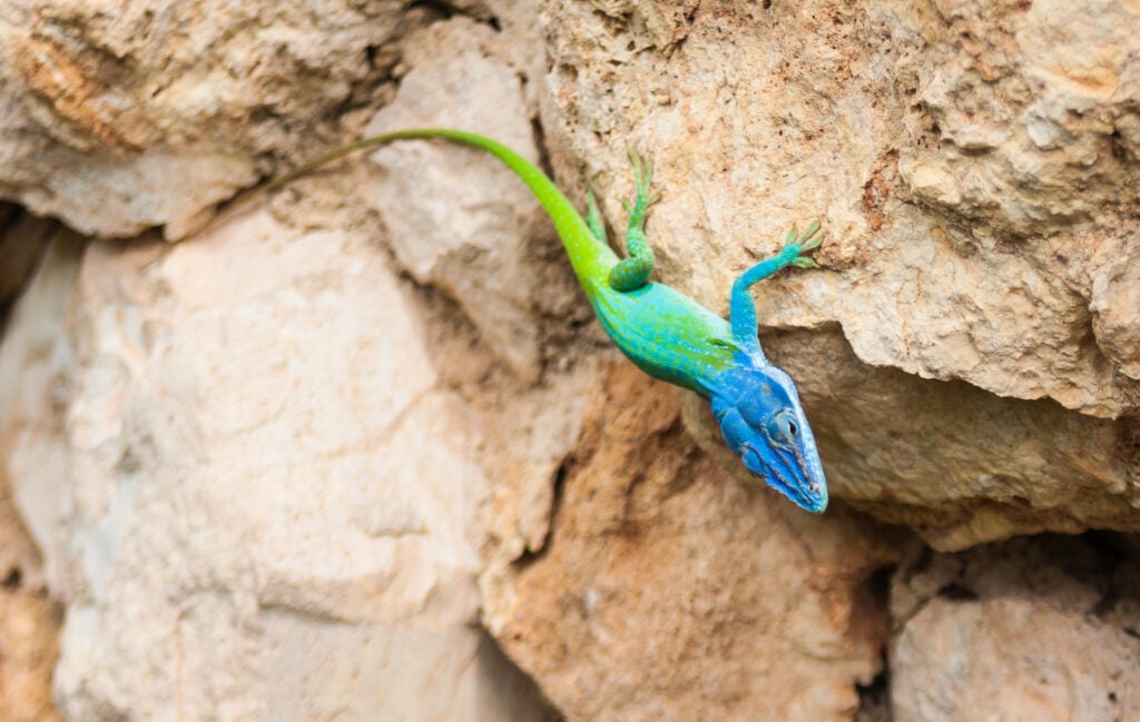 Closeup of blue headed anole climbing on a rock.