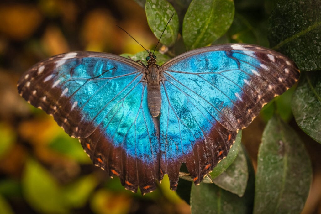 Close up of blue morpho butterfly, morpho peleides, sitting with the wings open on a leaf.