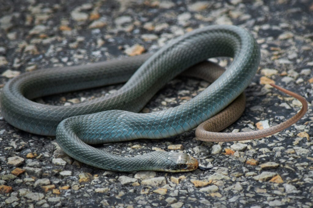 Close up of Blue Racer Snake lying on asfalt road.