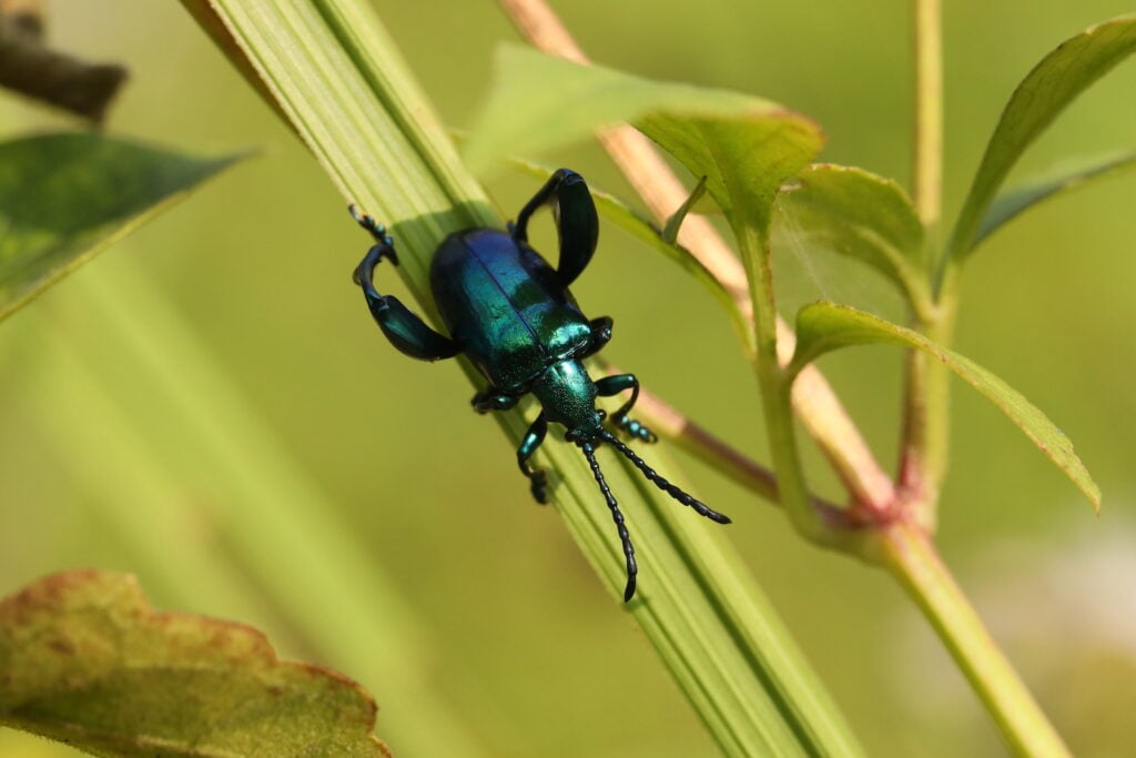 Close up of cobalt milkweed beetle crawling on a grass leaf.